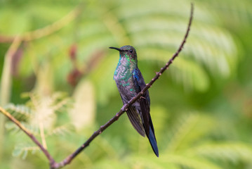 Fototapeta premium kingfisher on a branch