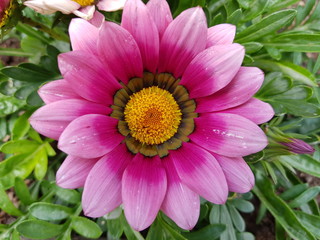 Obraz premium Close up of pink gerbera. Yellow seeds.