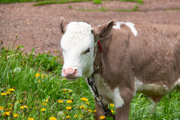 A small calf with a brown body and a white spot on its face grazes in a lush green meadow. Bull symbol of 2021.