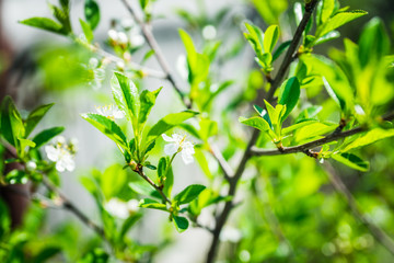 Blooming plum tree in the garden. Selective focus.