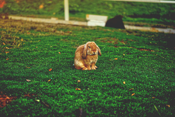 the brown rabbit on green field