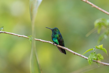 kingfisher on a branch