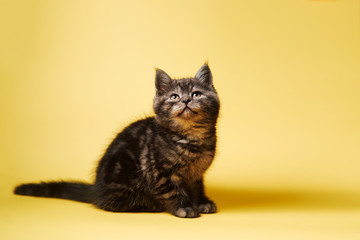 Adorable scottish black tabby kitten on yellow background.
