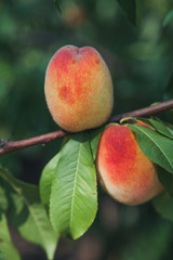 two ripe peaches weigh on tree branch