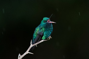 kingfisher on a branch