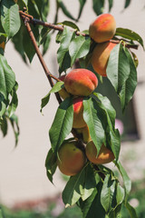 Several ripe peaches on a tree branch