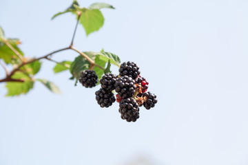 Blackberry twig with berries on a background of blue sky