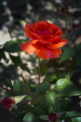 Red bulgarian rose looks amazingly beautiful in garden.  A symbol of romance and love. 