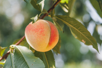One ripe peach hanging on a tree branch