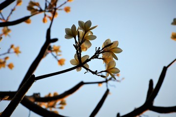 fragipani flower against blue sky