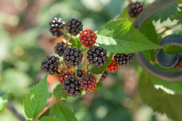Several ripe blackberries on a green bush
