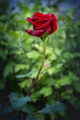 Red bulgarian rose looks amazingly beautiful in garden.  A symbol of romance and love.