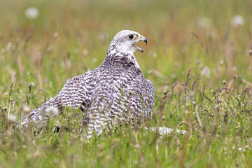 Gerfalke