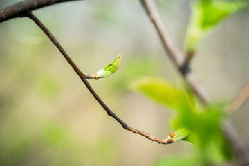Bird cherry tree with new green leaves in the garden. Selective focus.
