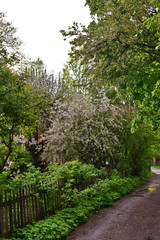flowering apple trees in the city garden at sunset