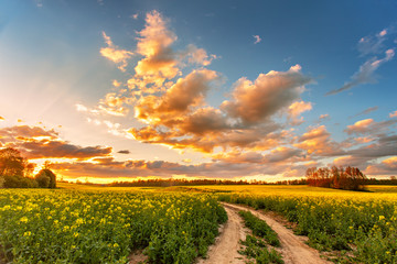 Spring colorful cloud sunset over colza field. Rural dirt road - 352560265