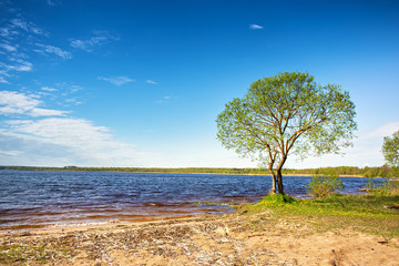 Lone tree on lakeside. Sunny daylight rural scene. Place for relax on vacation.