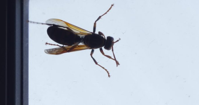 Super Close Up of a Bee Cleaning Up Herself in the Window, 4K