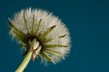 Fluffy dandelion against a blue clear sky. Looking from the bottom up