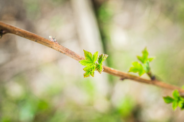 Raspberry branch with new green leaves. Selective focus. Shallow depth of field.