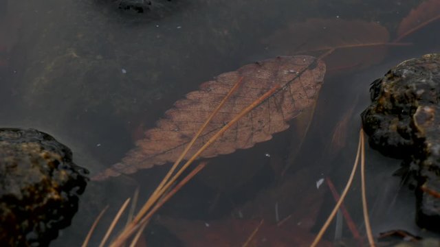 Dead Autumn Leaf Floats Gently on Dirty Water. Rest in Peace, 4K