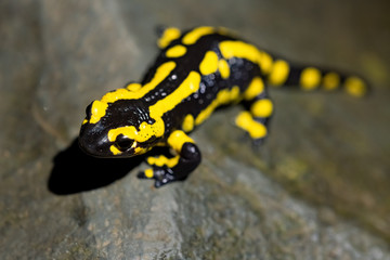 Feuersalamander Salamandra salamandra Lurch Amphibien Nacht Bach Wasser Flecken schwarz-gelb giftig Europa Regen Deutschland Iserlohn Sauerland Wald Selten geschützt Naturschutz gefährdete Art