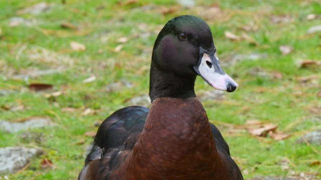 Handsome Duck Scratches Himself and Looks Around. He's the Boss, 4K