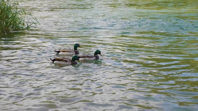 Patos nadando en el auga del rio con arena y arboles
