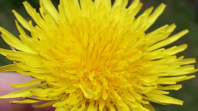 Yellow dandelion flower in nature, macro shot, background
