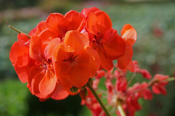 Bright Red Geranium flowers