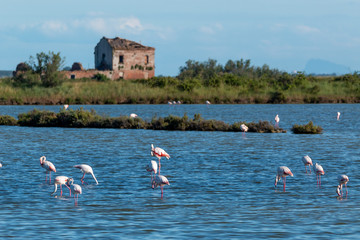 pink flamingo po delta national park