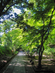 緑のある道