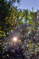 Obraz premium flowering apple trees in the city garden at sunset