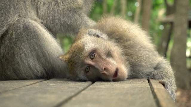A pair of macaques rests in the park on a bench