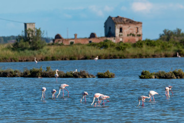 regional park delta del po river marshes and nature reserves