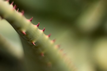 Succulent and cactus - Green plants background. Organic texture. Abstract texture. 