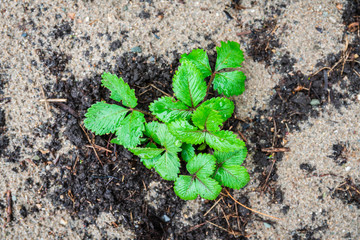 Strawberry plant in the garden. Selective focus.
