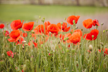 Fototapeta premium a large field in the village with red blooming poppies and green leaves on a spring day in the sun. Delicate poppy petals flutter in the wind under the warm sun, horizontal photo