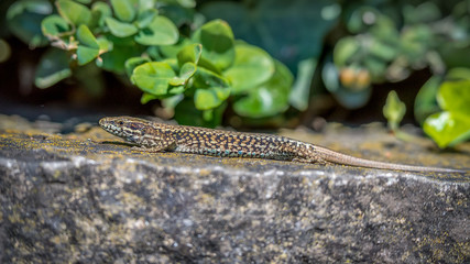 lizard on the stone. Podarcis muralis (common wall lizard) in Lausanne, Switzerland.