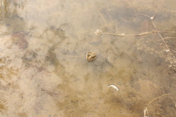 frog in the water near water grass summer reflection