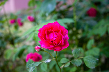 red rose green and dim garden afternoon
