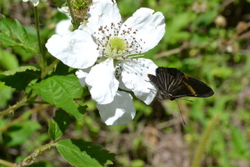 Butterflies posing in the flowers
