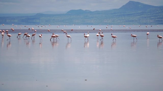 Big Group of Pink Lesser Flamingo at Lake Natron, Tanzania, Africa