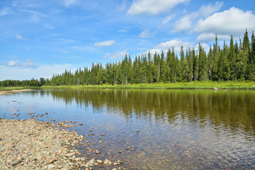 Fototapeta premium Forest and river.