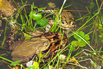 Fototapeta premium Frogs