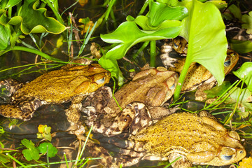 Frogs