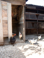 Chicken (hen) on a sustainable farm pecking grain