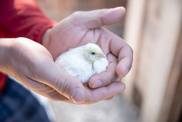 Young white quail in the hands of men