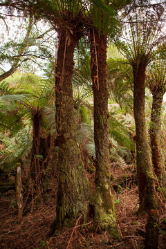 xaxim (Dicksonia sellowiana)