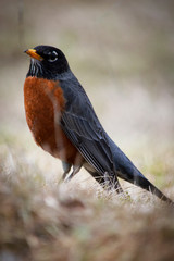 Robin